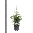 Tsuga canadensis Hot on Sale