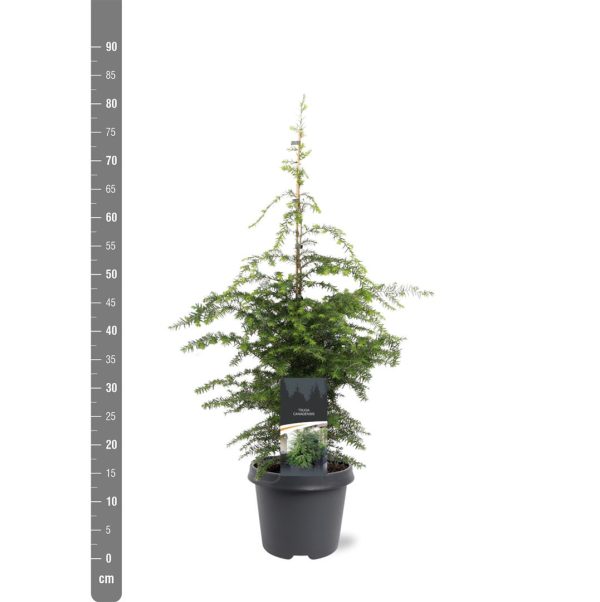 Tsuga canadensis Hot on Sale