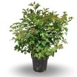 Viburnum opulus  Compactum  Sale