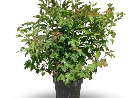 Viburnum opulus  Compactum  Sale