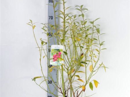 Vaccinium cor.  Pink Lemonade ® (middle) Online now