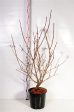 Viburnum trilobum  Wentworth  Hot on Sale