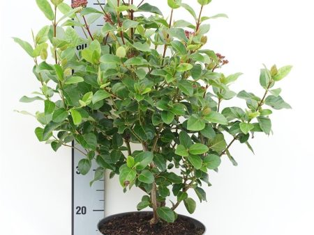 Viburnum tinus Lisarose  Loren  Online Hot Sale