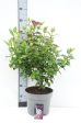 Viburnum tinus Lisarose  Loren  Online Hot Sale