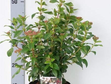 Viburnum tinus  Eve Price  For Discount