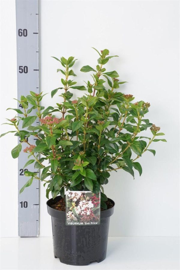 Viburnum tinus  Eve Price  For Discount