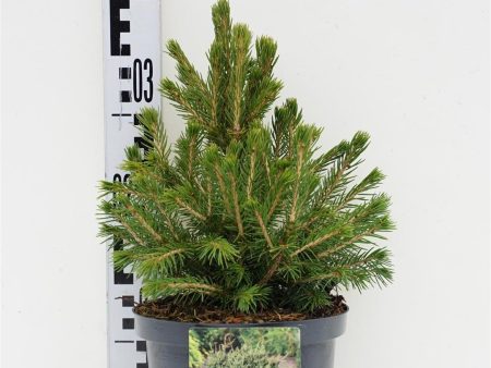 Picea abies  Tompa  For Discount