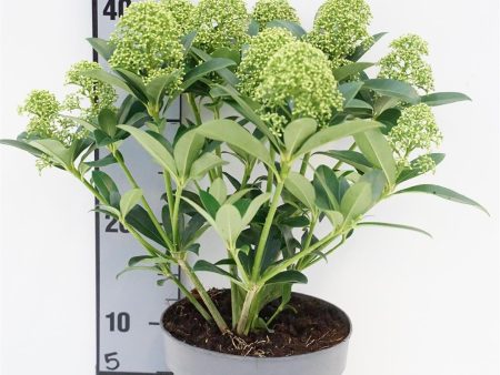 Skimmia j.  White Globe  For Discount