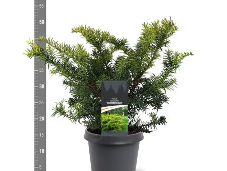 Taxus b.  Summergold  Discount