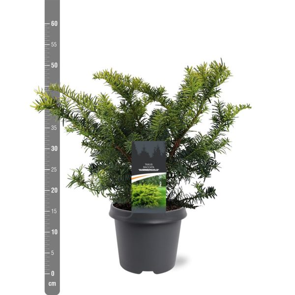 Taxus b.  Summergold  Discount