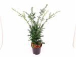 Taxus b.  Hopken s Gigant  Online now