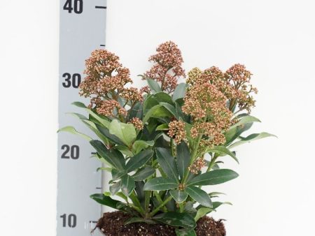 Skimmia jap.  Rubesta Optima  Supply