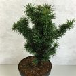 Taxus b.  Cristata  Online Hot Sale