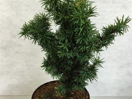 Taxus b.  Cristata  Online Hot Sale