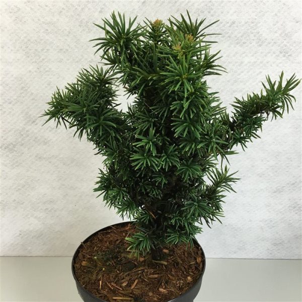 Taxus b.  Cristata  Online Hot Sale