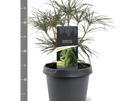 Sciadopitys verticillata Supply