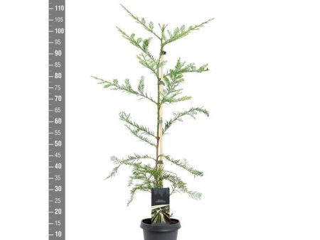 Sequoia sempervirens Discount