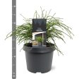 Thuja pl.  Whipcord  Hot on Sale