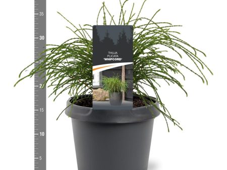 Thuja pl.  Whipcord  Hot on Sale