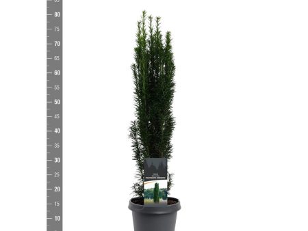 Taxus b.  Fastigiata Robusta  Discount