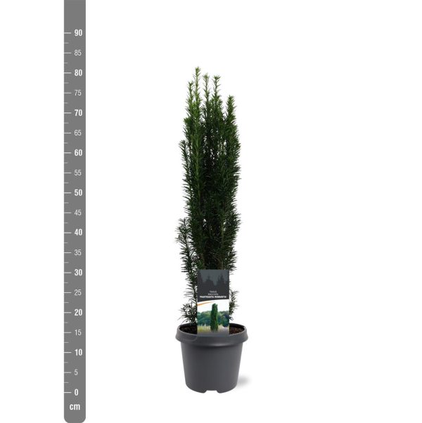 Taxus b.  Fastigiata Robusta  Discount