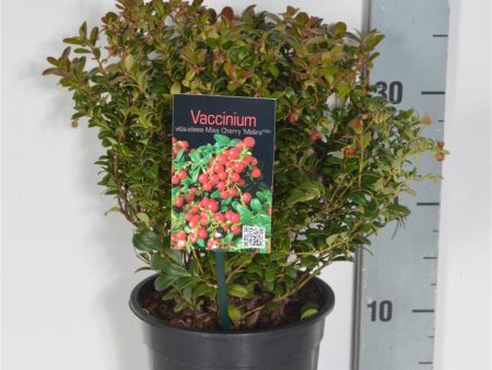 Vaccinium vitis-id.  Miss Cherry  Online Sale