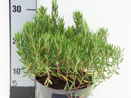 Andromeda polifolia  Compacta  Online Sale