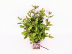 Viburnum tinus  Gwenllian  For Discount