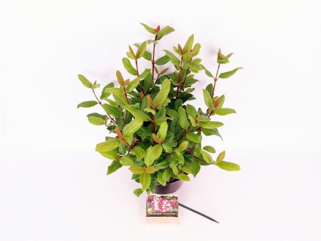 Viburnum tinus  Gwenllian  For Discount