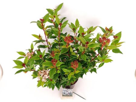 Viburnum tinus  Anvi  Sale