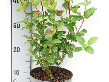 Viburnum tinus Lisarose  Loren  on Sale