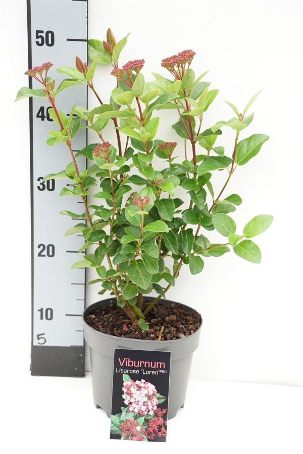 Viburnum tinus Lisarose  Loren  on Sale