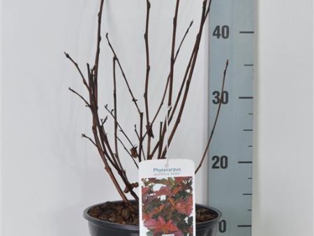 Physocarpus op.  Andre  Online