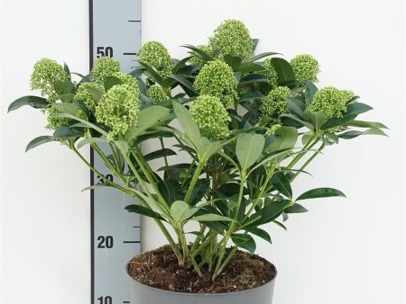 Skimmia j.  White Globe  For Sale