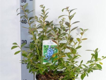 Vaccinium cor.  Sunshine Blue  (early) Sale