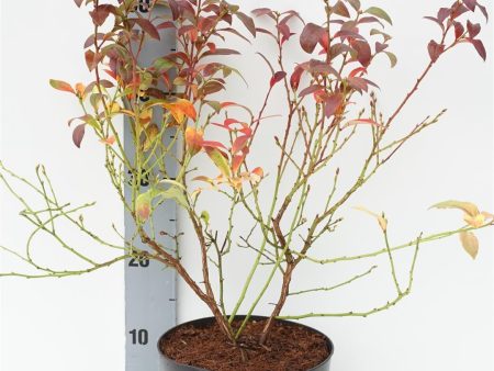 Vaccinium cor.  Northcountry  (early) Discount