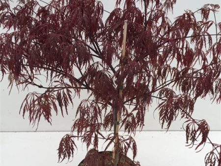 Acer pal.  Garnet  Supply