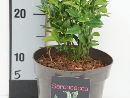 Sarcococca confusa on Sale