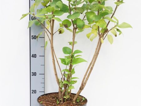 Syringa vulgaris Online Sale