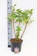 Syringa vulgaris Online Sale