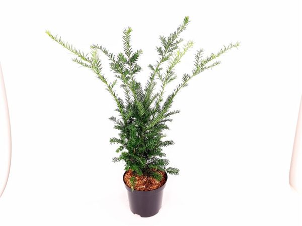 Taxus b.  Hopken s Gigant  on Sale