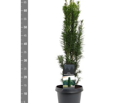 Taxus b.  Fastigiata Robusta  Cheap