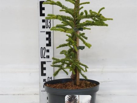 Abies procera  Rat Tail  Online now