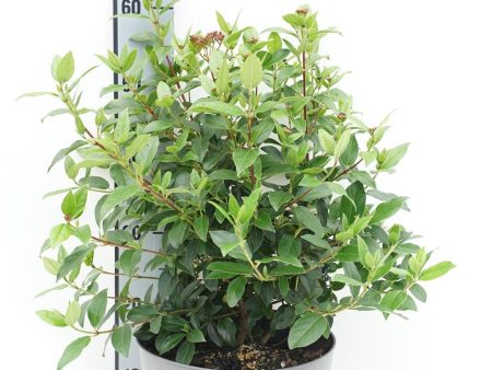 Viburnum tinus  Eve Price  Discount