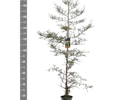 Sequoia sempervirens For Cheap