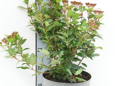 Viburnum tinus  Spirit  on Sale