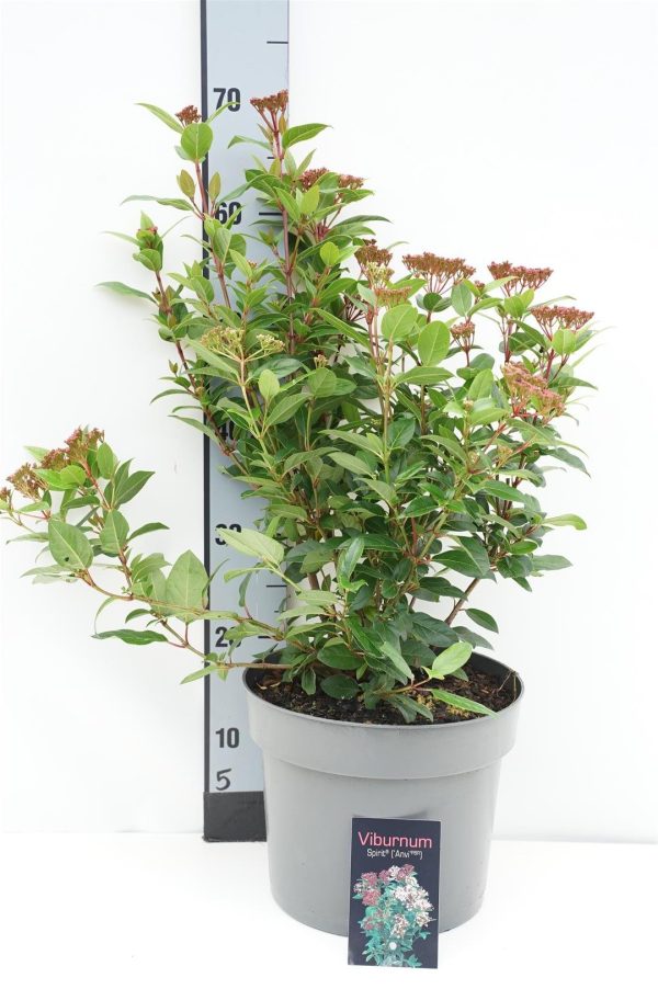 Viburnum tinus  Spirit  on Sale