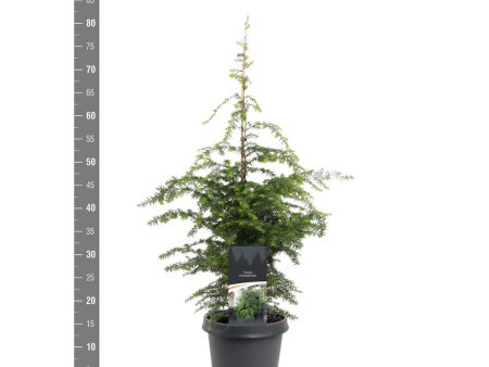 Tsuga canadensis Hot on Sale