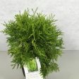 Thuja occ.  Danica Aurea  Sale