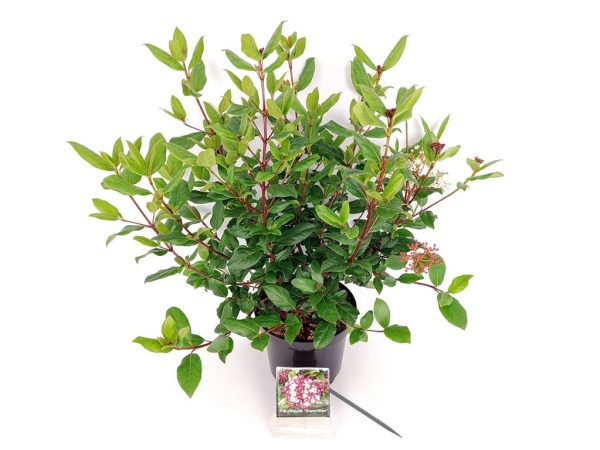 Viburnum tinus  Gwenllian  For Discount